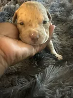Teddy, a male American Bully for sale in Baltimore, MD – 6 of 9