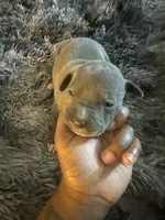 Milo, a male American Bully for sale in Baltimore, MD – 5 of 9