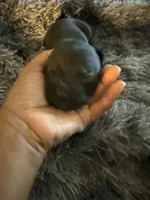 Prada, a male American Bully for sale in Baltimore, MD – 2 of 9