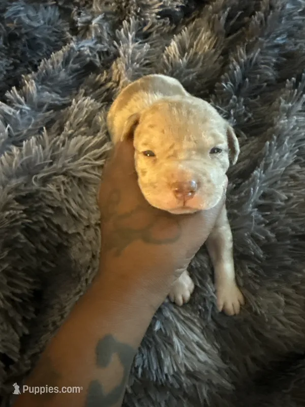 Teddy – American Bully puppy for sale in Baltimore, MD