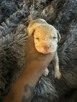 Teddy, a male American Bully for sale in Baltimore, MD – 1 of 9