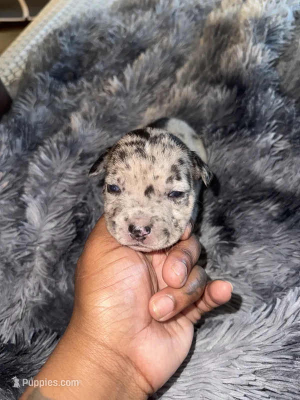 Chanel – American Bully puppy for sale in Baltimore, MD