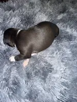 Pressure, a female American Bully for sale in Baltimore, MD – 3 of 10