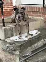 Rock , a male American Bully for sale in Baltimore, MD – 7 of 9
