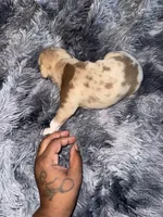 Teddy, a male American Bully for sale in Baltimore, MD – 4 of 9