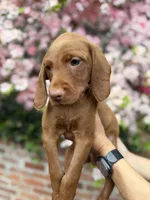 Dark blue, a male Vizsla and Australian Labradoodle for sale in McLean, VA – Photo 7 of 8