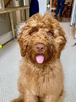 Dark blue, a male Vizsla and Australian Labradoodle for sale in McLean, VA – Photo 3 of 8