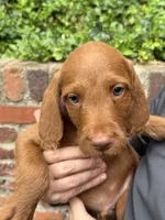 Dark blue, a male Vizsla and Australian Labradoodle for sale in McLean, VA – Photo 8 of 8