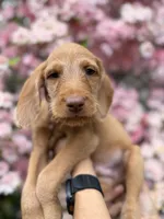 Dark blue, a male Vizsla and Australian Labradoodle for sale in McLean, VA – Photo 6 of 8