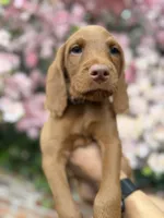 Dark blue, a male Vizsla and Australian Labradoodle for sale in McLean, VA – Photo 4 of 8