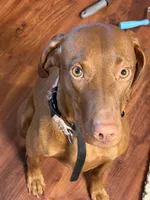 Dark blue, a male Vizsla and Australian Labradoodle for sale in McLean, VA – Photo 2 of 8