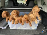Dark blue, a male Vizsla and Australian Labradoodle for sale in McLean, VA – Photo 1 of 8