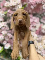 Dark blue, a male Vizsla and Australian Labradoodle for sale in McLean, VA – Photo 5 of 8