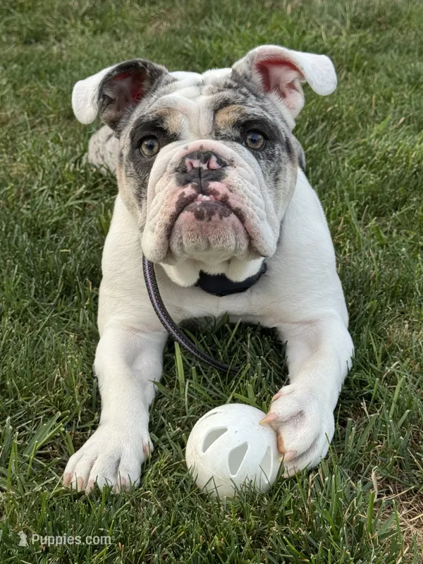 Dotty – English Bulldog puppy for sale in Poughkeepsie, NY