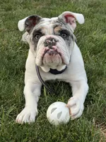 Dotty, a female English Bulldog for sale in Poughkeepsie, NY – 1 of 7