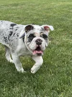 Dotty, a female English Bulldog for sale in Poughkeepsie, NY – 4 of 7