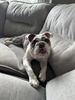 Dotty, a female English Bulldog for sale in Poughkeepsie, NY – 7 of 7