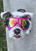 Dotty, a female English Bulldog for sale in Poughkeepsie, NY – 3 of 7