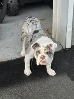 Dotty, a female English Bulldog for sale in Poughkeepsie, NY – 5 of 7