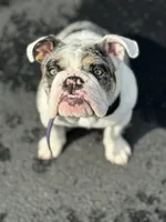 Dotty, a female English Bulldog for sale in Poughkeepsie, NY – 2 of 7