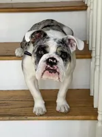 Dotty, a female English Bulldog for sale in Poughkeepsie, NY – 6 of 7