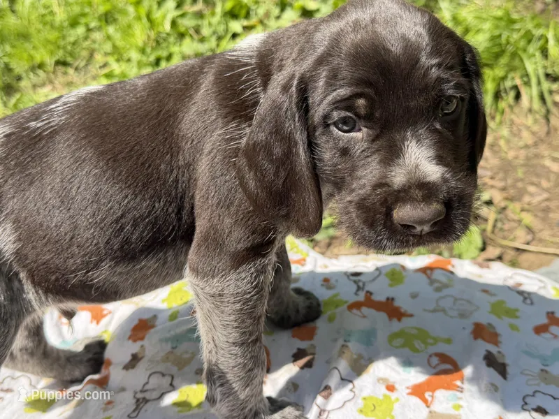 Bruiser – German Shorthaired Pointer, German Wirehaired Pointer puppy for sale in Taylor Mill, KY