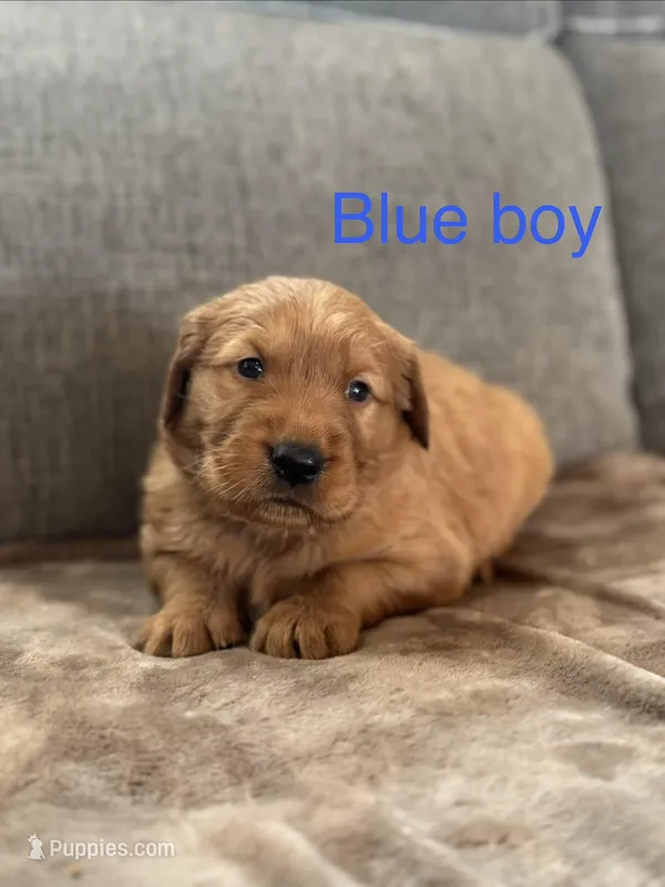 Blue boy – Golden Retriever puppy for sale in Randlett, OK