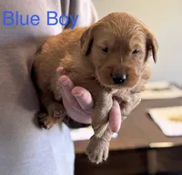 Blue boy, a male Golden Retriever for sale in Randlett, OK – Photo 2 of 2