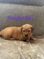 Purple girl, a female Golden Retriever for sale in Randlett, OK – Photo 2 of 2