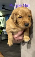 Purple girl, a female Golden Retriever for sale in Randlett, OK – Photo 1 of 2