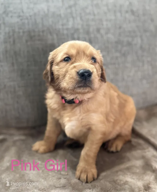 Pink puppy  – Golden Retriever puppy for sale in Randlett, OK