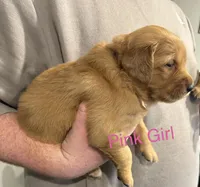 Pink puppy , a female Golden Retriever for sale in Randlett, OK – Photo 2 of 2