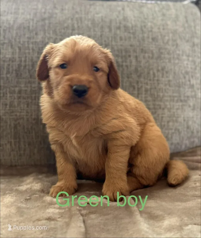 Green boy – Golden Retriever puppy for sale in Randlett, OK