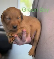 Green boy, a male Golden Retriever for sale in Randlett, OK – Photo 2 of 2