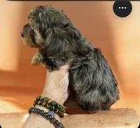Merle male 1, a male Poodle - Toy  for sale in Washburn, IL – 2 of 2