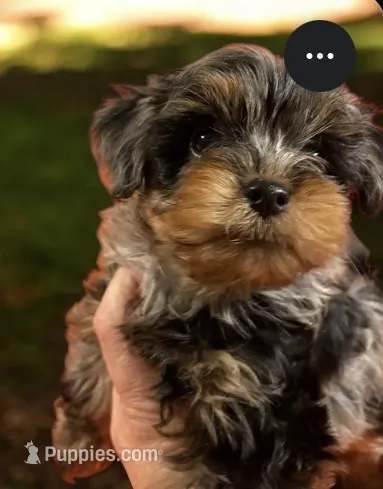 Merle male – Poodle - Toy  puppy for sale in Washburn, IL