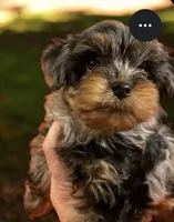 Merle male, a male Poodle - Toy  for sale in Washburn, IL – 1 of 2