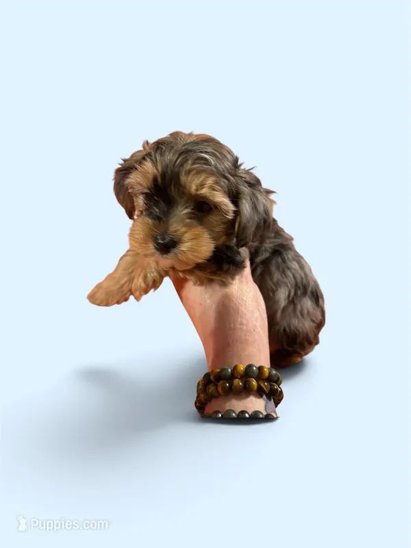 Merle male 1 – Poodle - Toy  puppy for sale in Washburn, IL