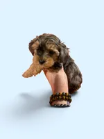 Merle male 1, a male Poodle - Toy  for sale in Washburn, IL – 1 of 2