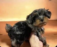 Merle male, a male Poodle - Toy  for sale in Washburn, IL – 2 of 2