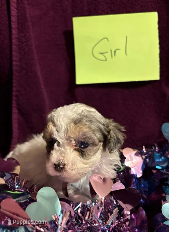Tiny Merle G