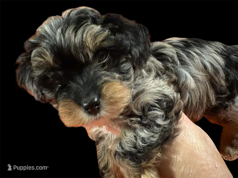Merle male 2 – Poodle - Toy  puppy for sale in Washburn, IL