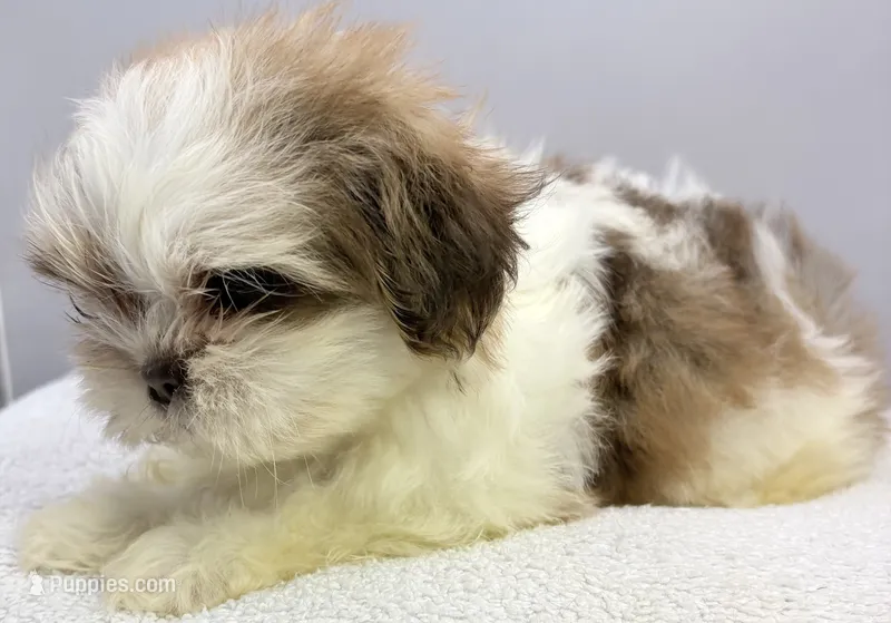 Benji – Shih Tzu puppy for sale in Clinton, NC