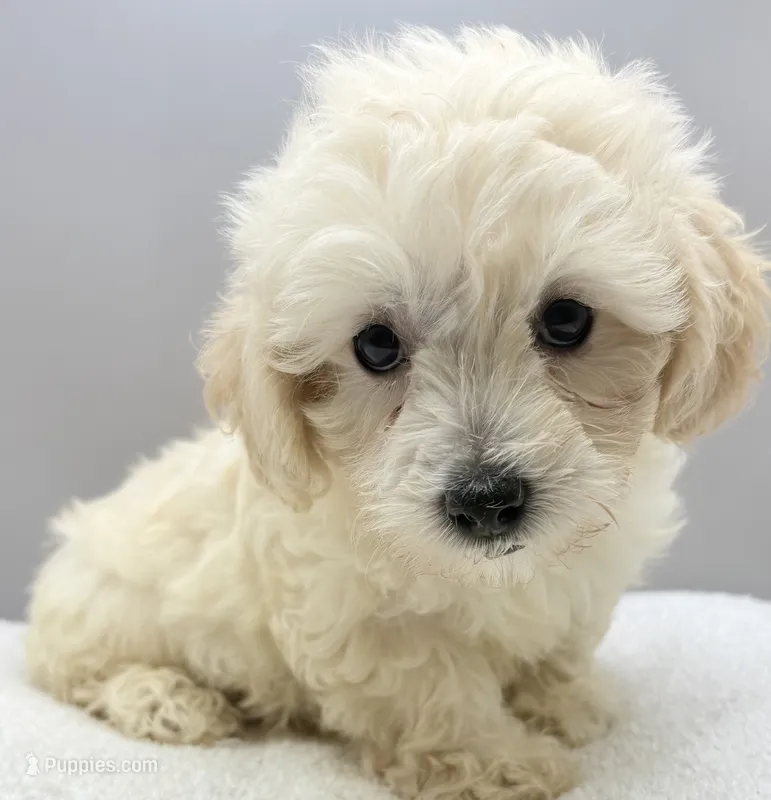 Yesi  – Maltipoo puppy for sale in Clinton, NC
