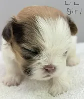 Maisie, a female Shih Tzu for sale in Clinton, NC – 3 of 7