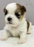 Maisie, a female Shih Tzu for sale in Clinton, NC – 4 of 7