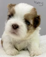 Benji, a male Shih Tzu for sale in Clinton, NC – 2 of 6