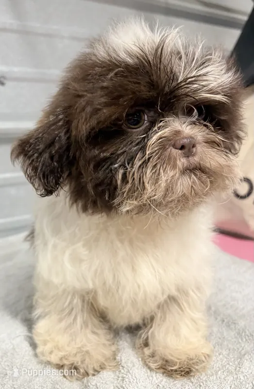 Chewy  – Shih Tzu puppy for sale in Clinton, NC