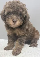 Ryder, a male Poodle - Toy  for sale in Clinton, NC – 1 of 5