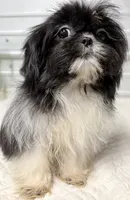 Pebbles , a female Shih Tzu for sale in Clinton, NC – 4 of 8